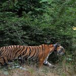 पौड़ी गढ़वाल के 25 गांवों में लगा कर्फ्यू, धारा 144 भी लागू