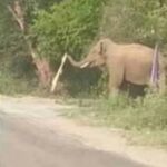 दूधली-मोथरोवाला मार्ग पर आया हाथी, लोगों के पीछे दौड़ा
