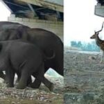 दिल्ली- देहरादून एक्सप्रेस वे पर अंडरपास से गुजर रहे हिरन और गजराज